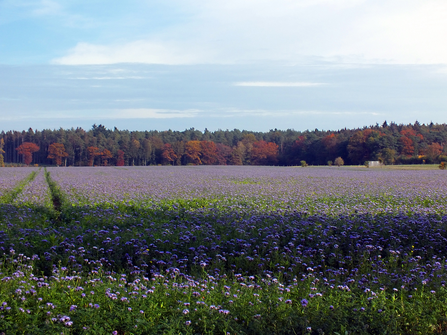 Das blaue Feld