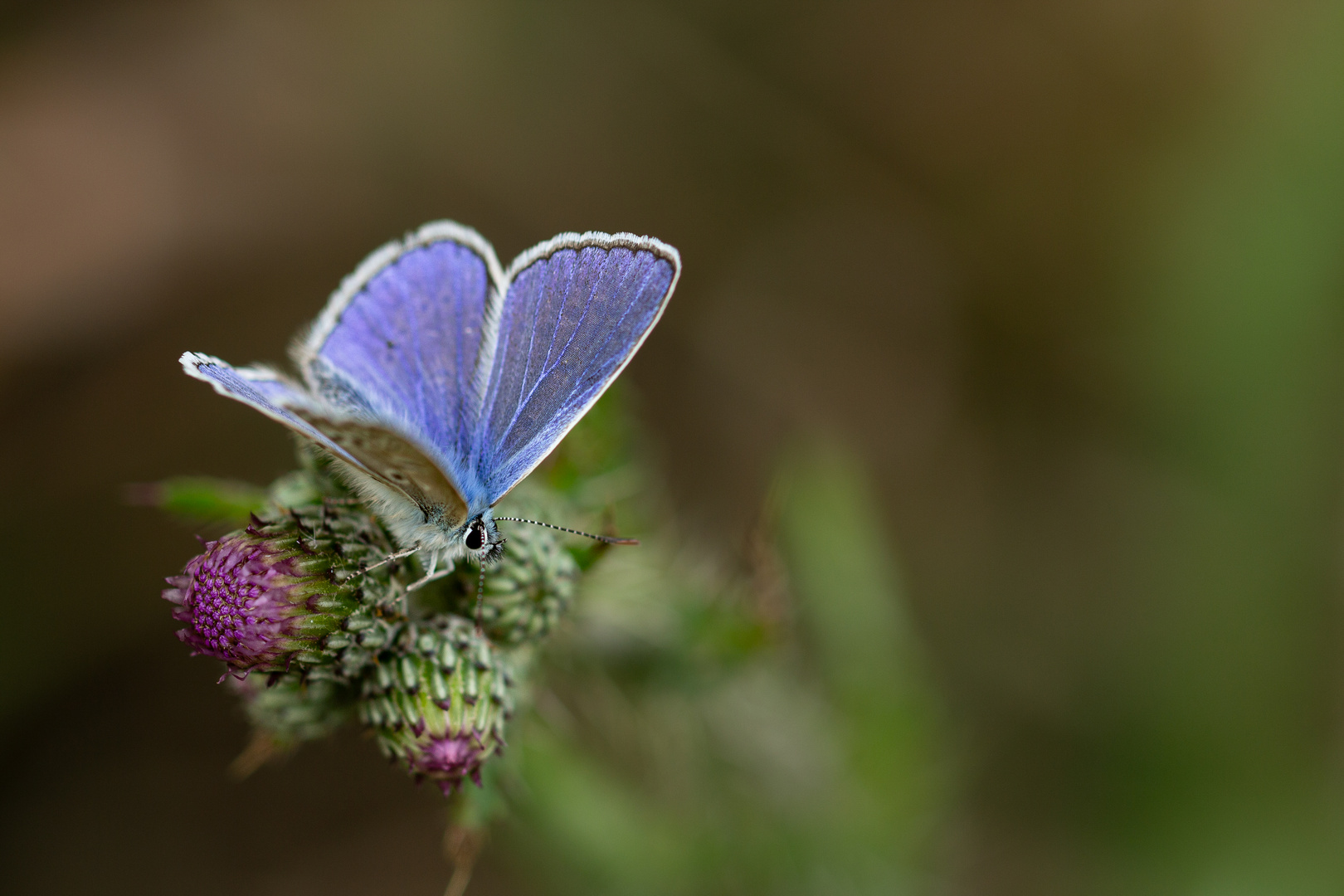 Das blaue Gemälde