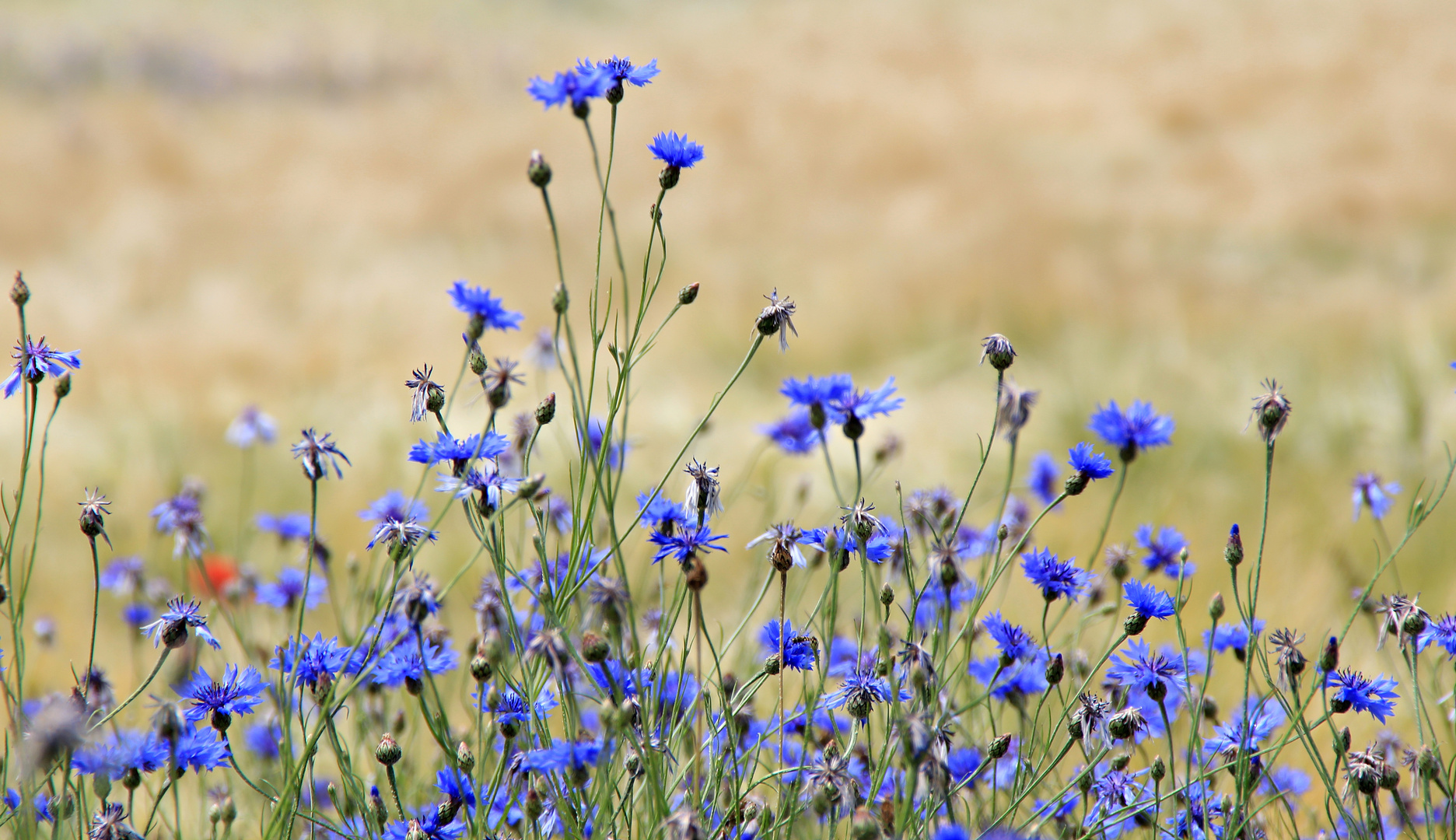 Das blaue Gold der Natur :)