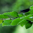 Das Blaue im Baum