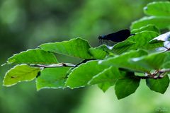 Das Blaue im Baum