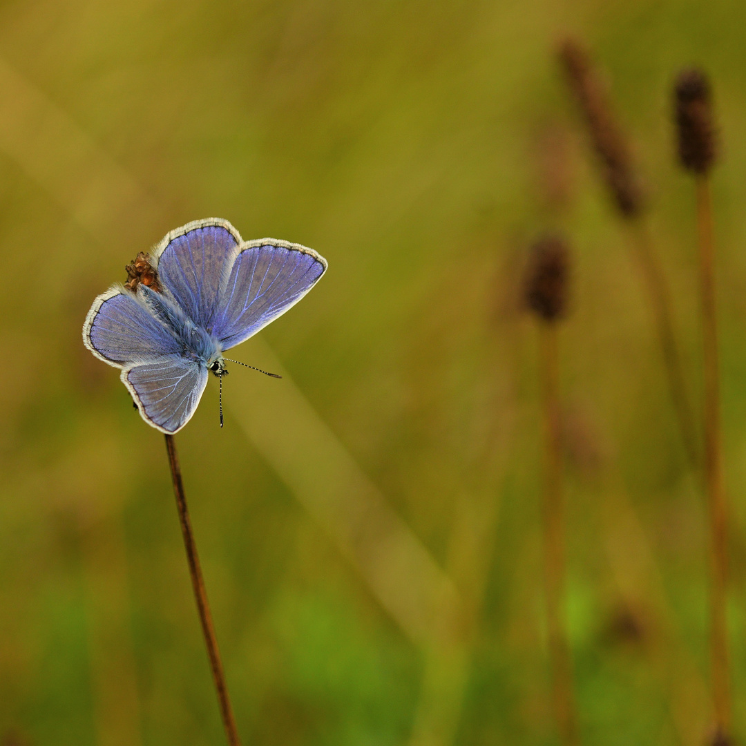 Das blaue Juwel