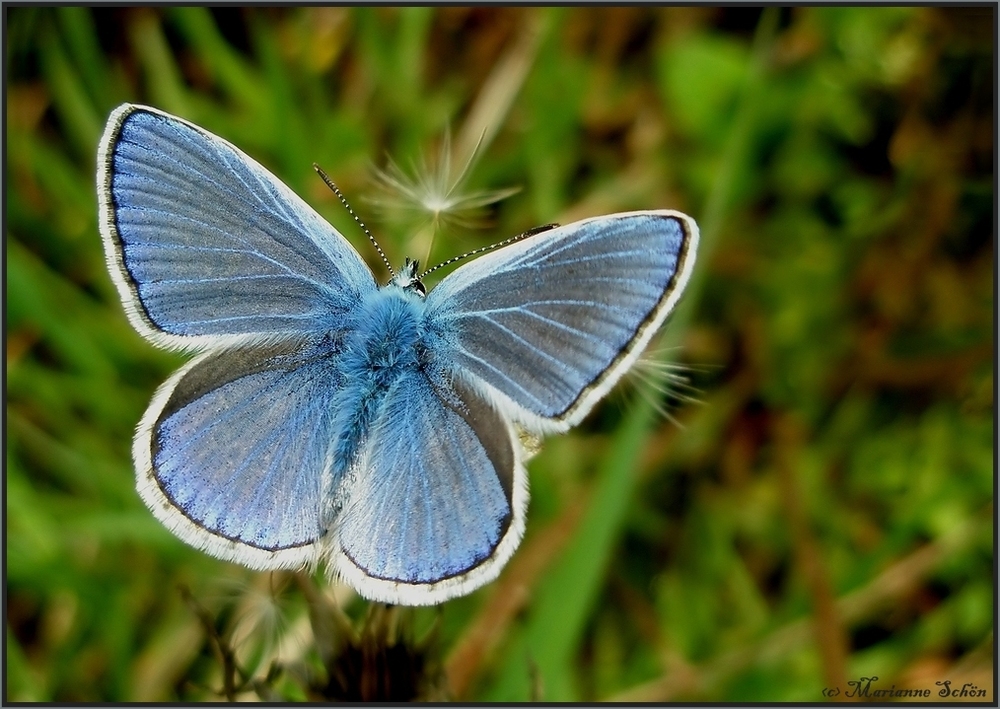 Das blaue Kerlchen....