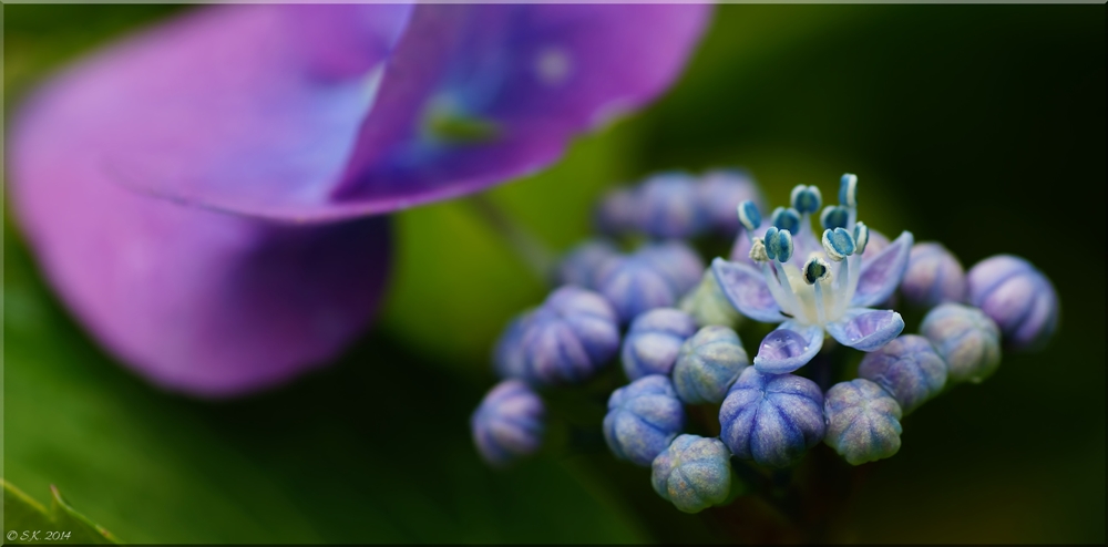 Das blaue "Krönchen"...