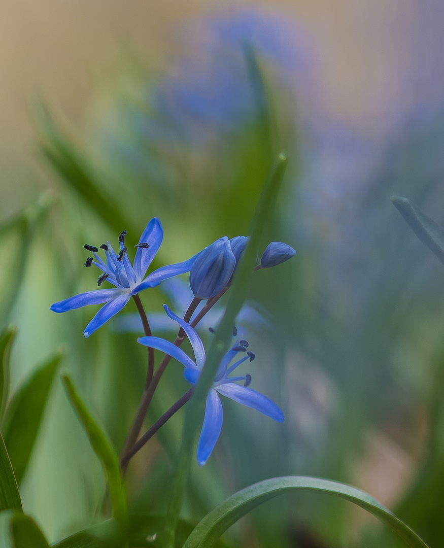 Das blaue Leuchten 