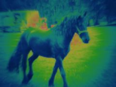 das blaue pferd . .