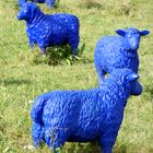 Das blaue Schaf