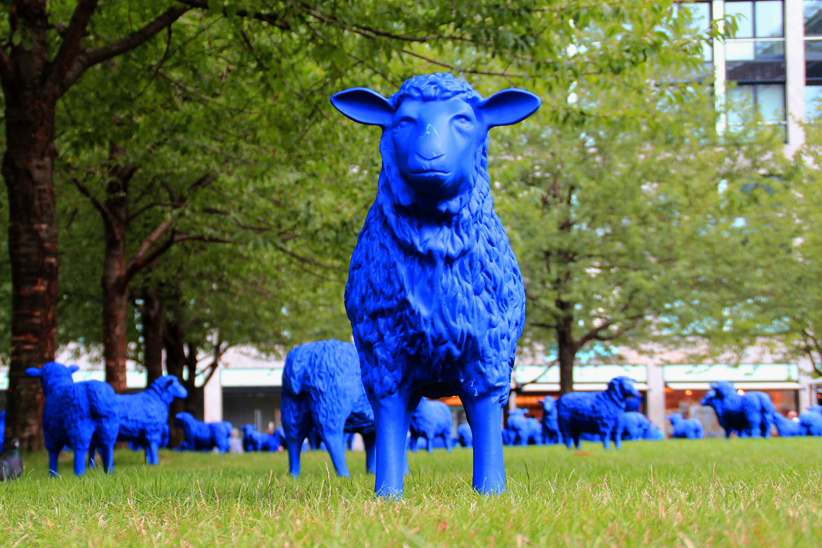 das blaue Schaf