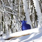 Das blaue Schaf im winterlichen Sauerland