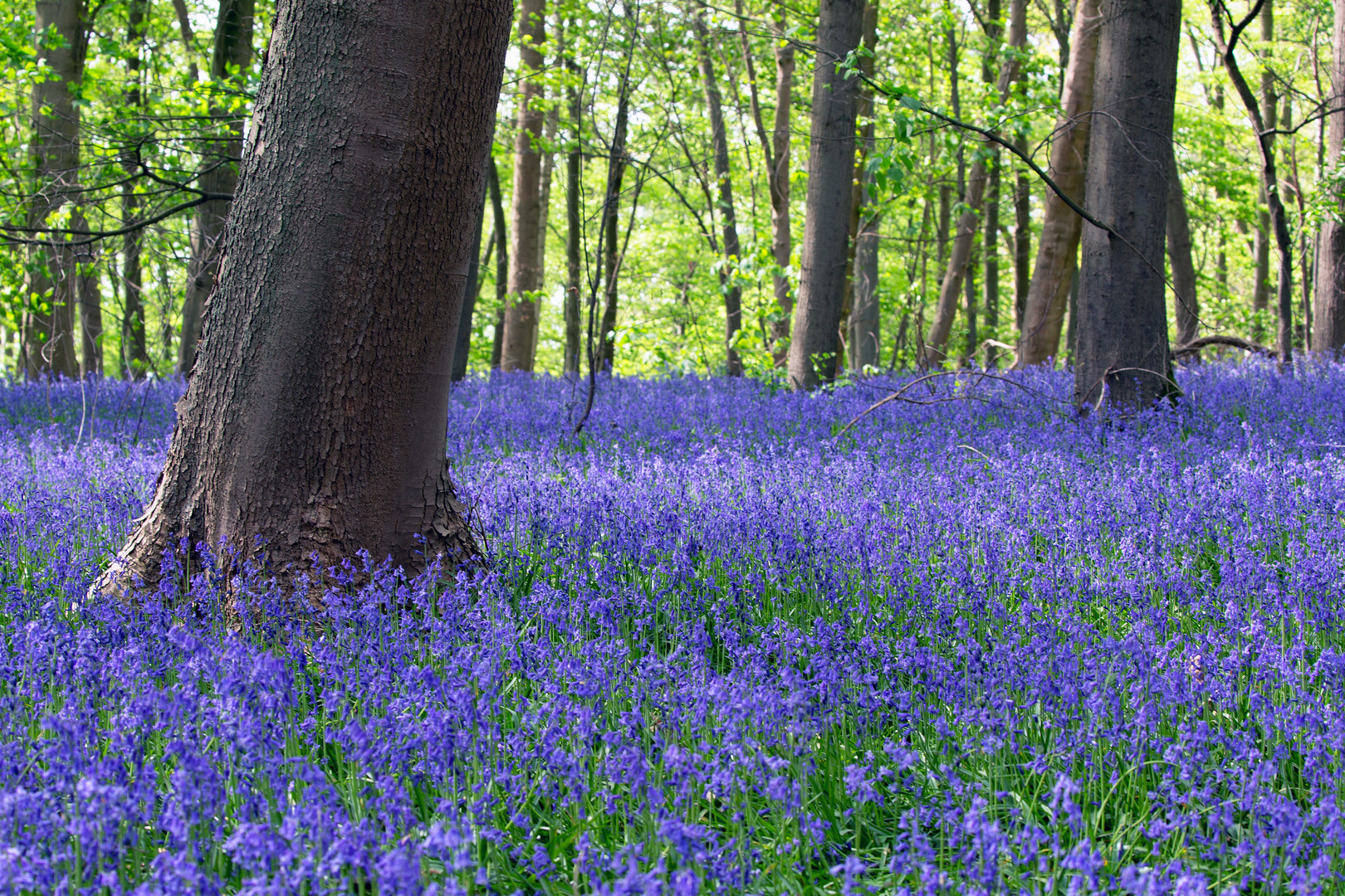 Das blaue Wunder