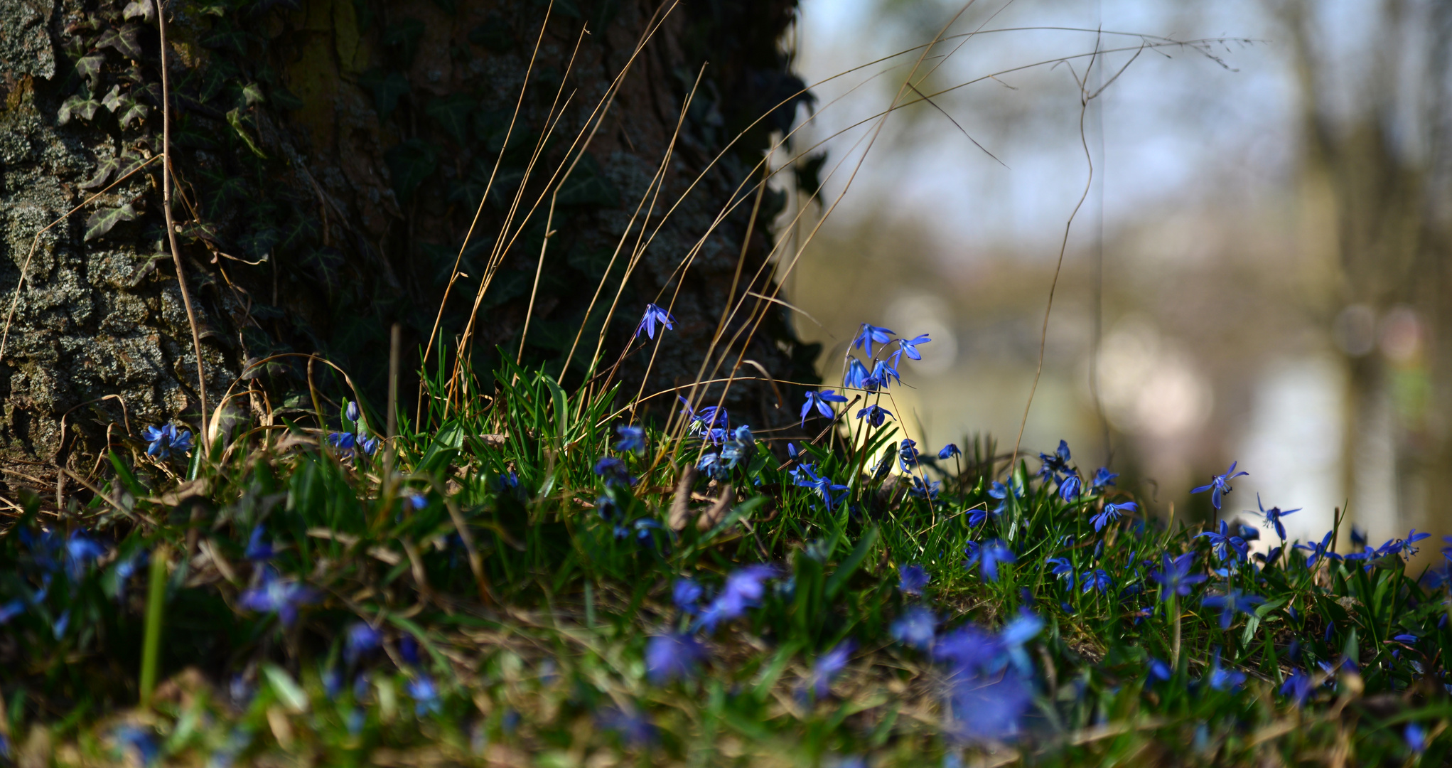 das blaue Wunder 2014