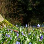 Das blaue Wunder auf dem Friedhof