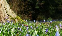 Das blaue Wunder auf dem Friedhof