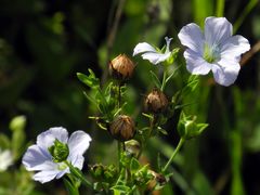 Das blaue Wunder