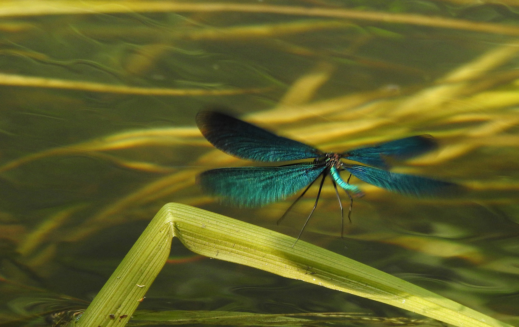 Das blaue Wunder ....