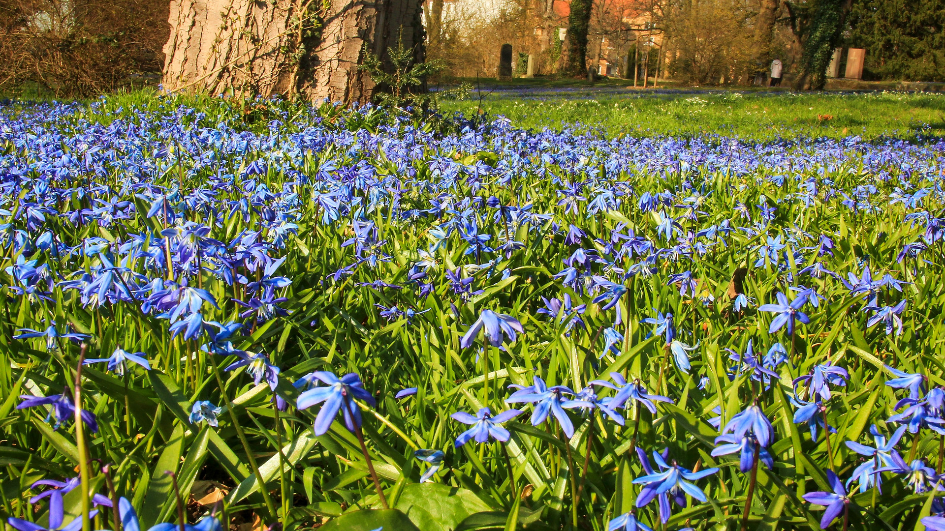 das blaue Wunder