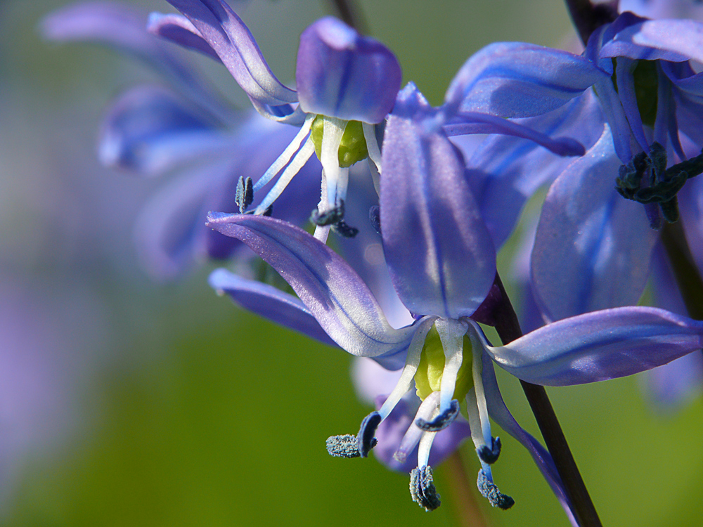 Das Blaue Wunder...