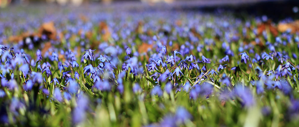 Das Blaue Wunder vom Lindener Berg