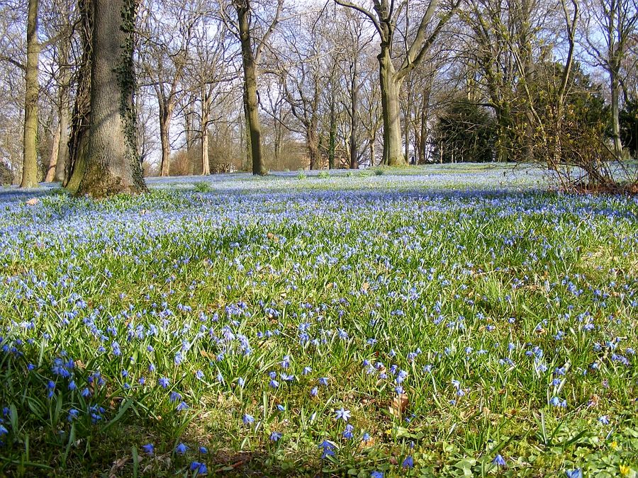 "Das Blaue Wunder von Linden" - Scillas am Lindener Berg Hannover