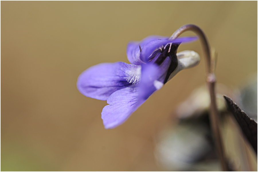 Das Blaue Wunder von Mailand     -Blau + Weiss