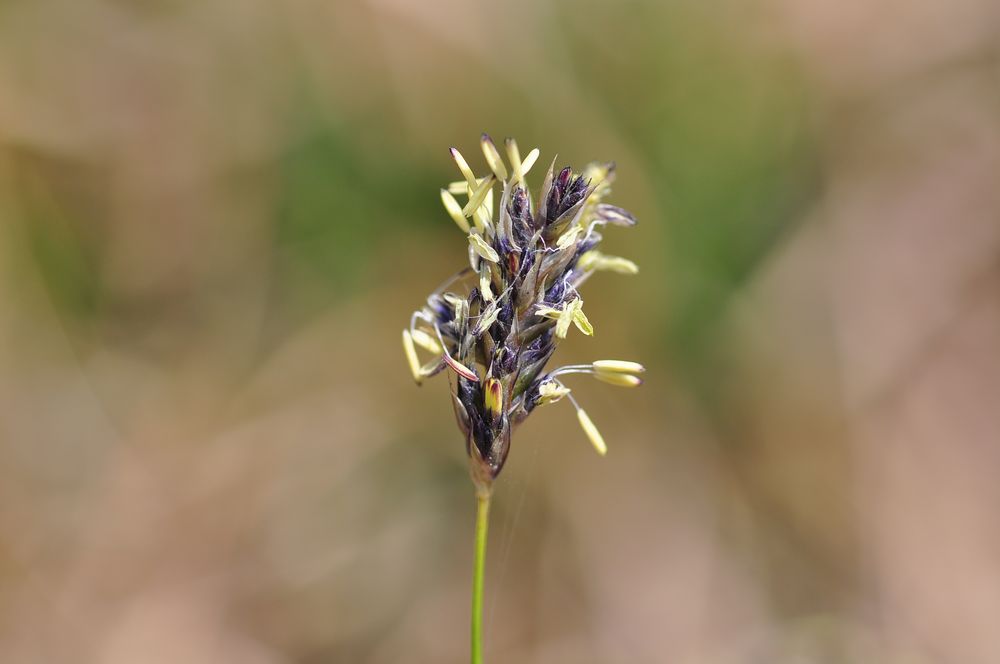 Das Blaugras (Sesleria caerulea)