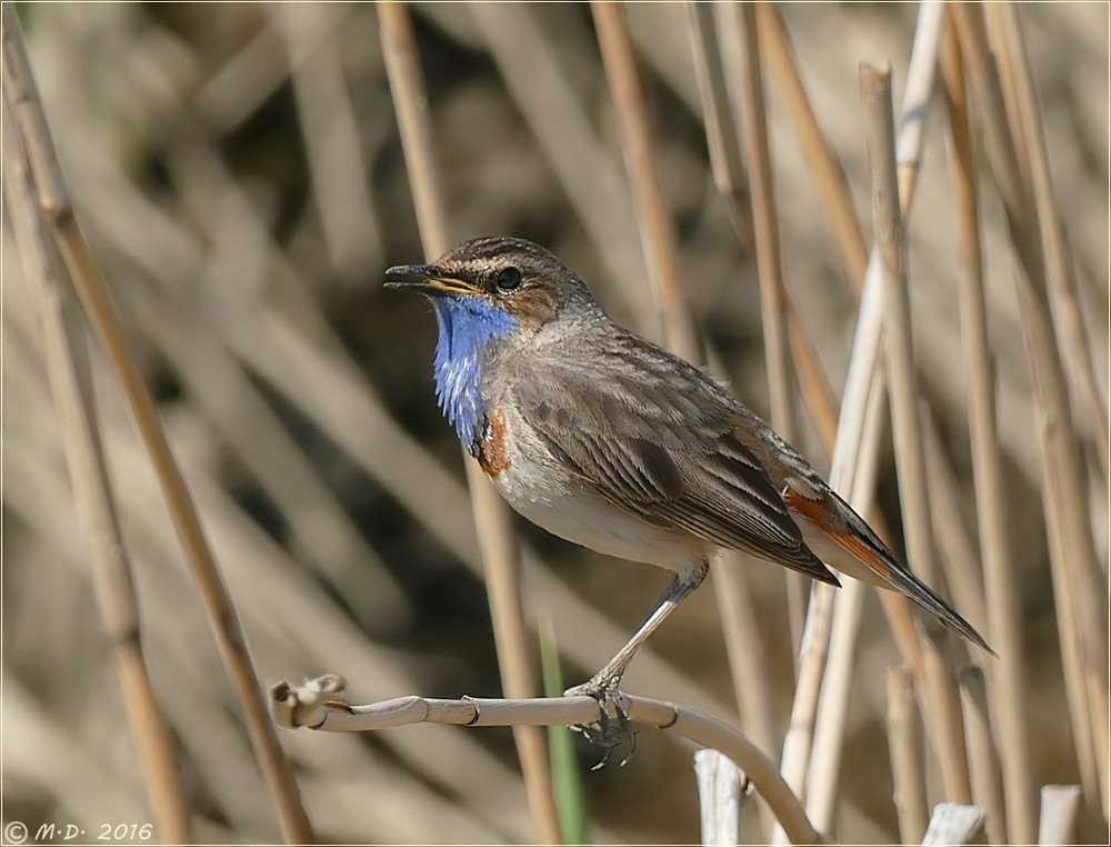 Das Blaukehlchen