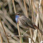 Das Blaukehlchen