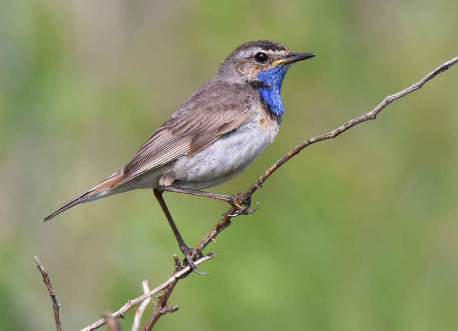 Das Blaukehlchen