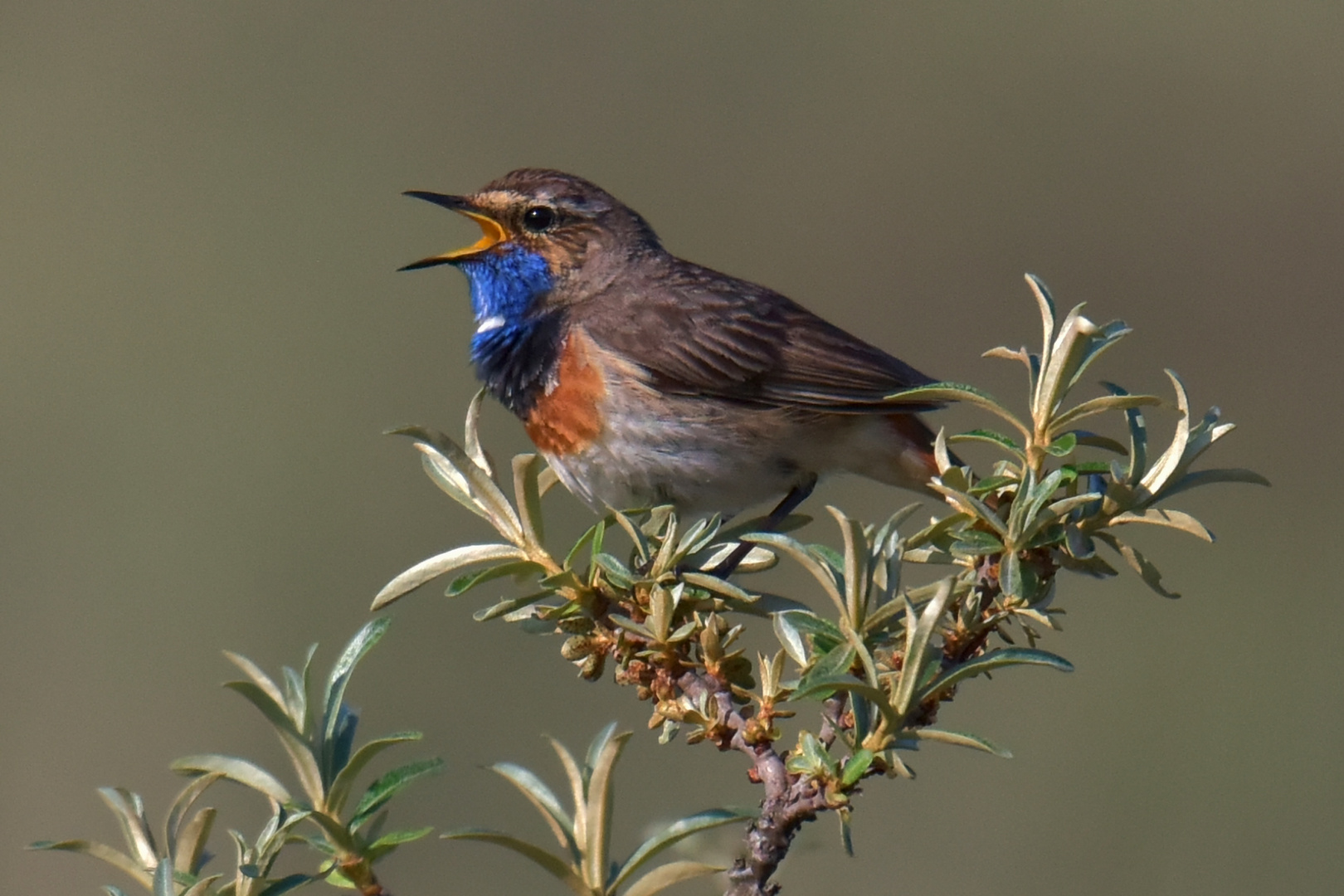 Das Blaukehlchen