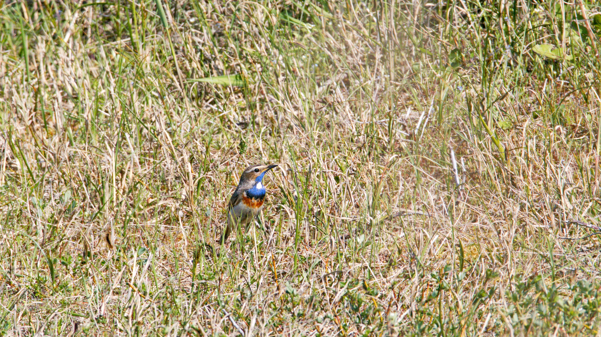 Das Blaukehlchen .