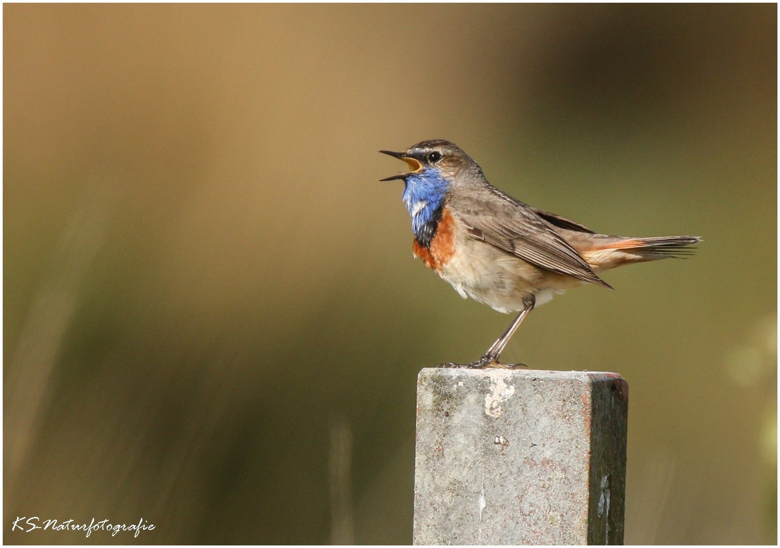 Das Blaukehlchen im Moor