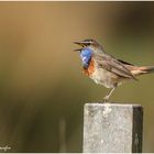 Das Blaukehlchen im Moor