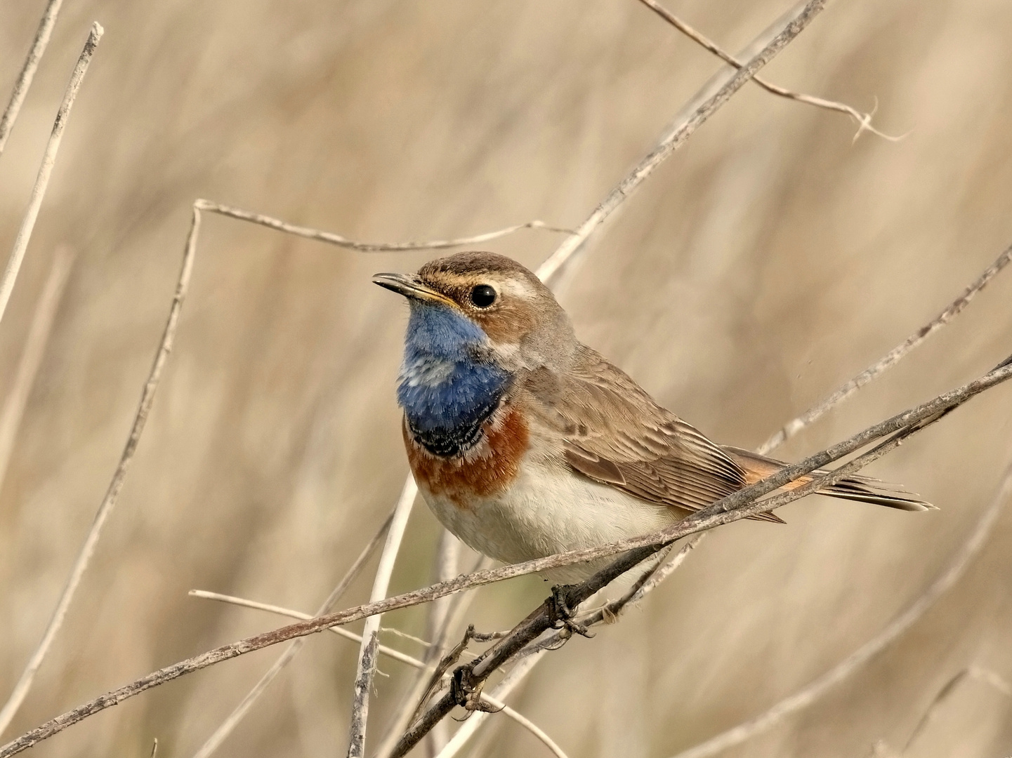 Das Blaukehlchen ist da... 