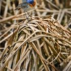 "Das Blaukehlchen" - ist keine trinkfeste Gurgel