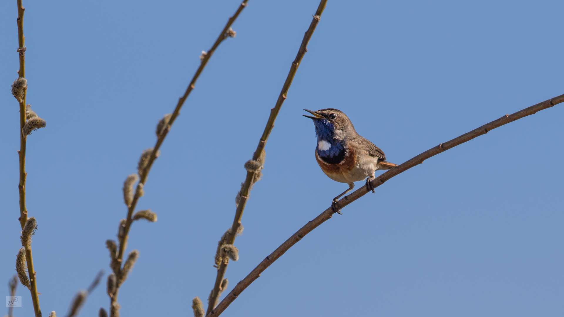 Das Blaukehlchen (Luscinia cyanecula)