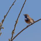 Das Blaukehlchen (Luscinia cyanecula)