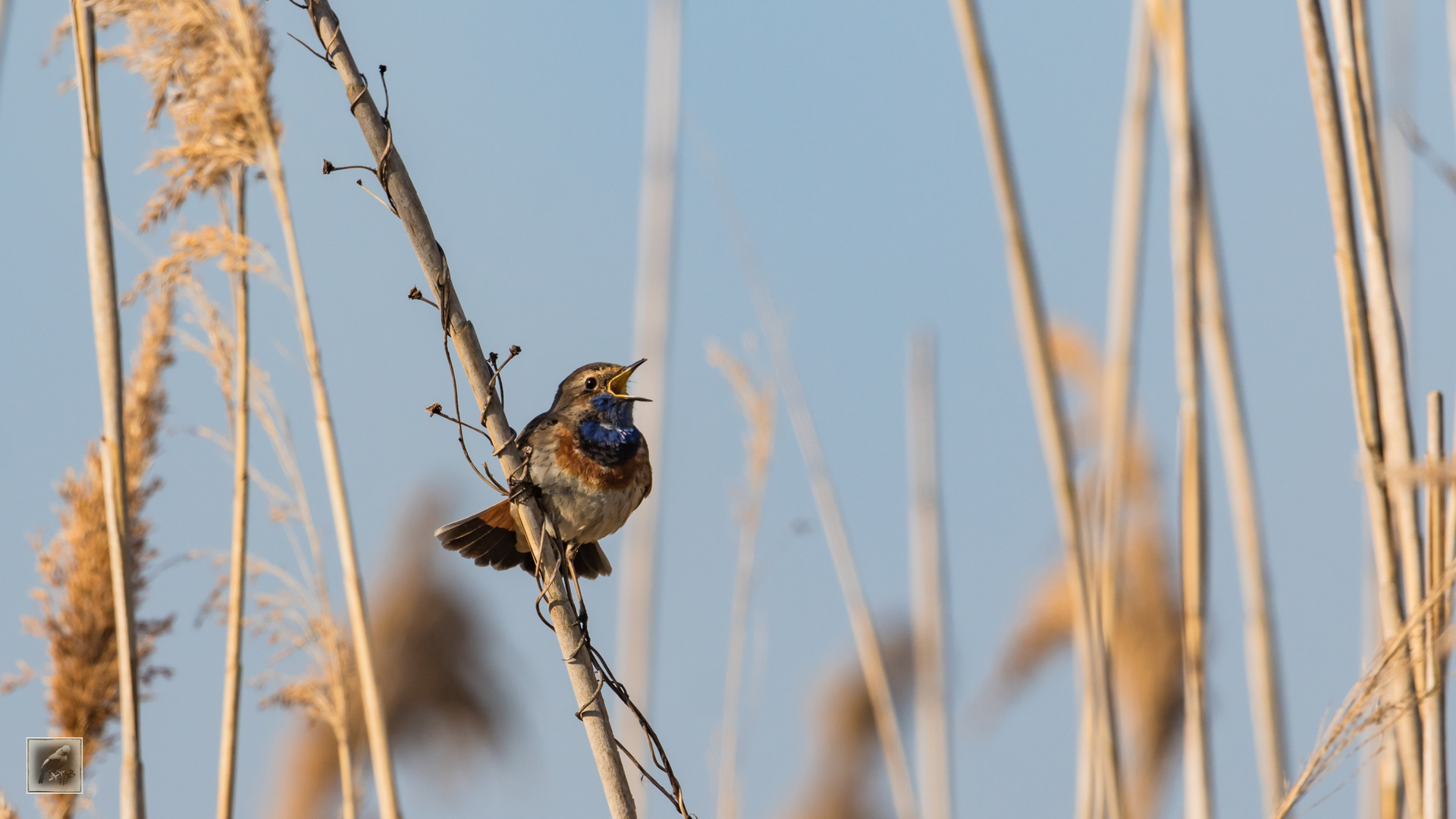 Das Blaukehlchen (Luscinia cyanecula)