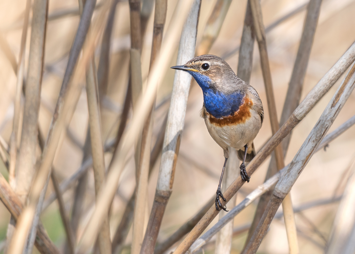 Das Blaukehlchen (Luscinia svecica)