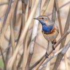 Das Blaukehlchen (Luscinia svecica)