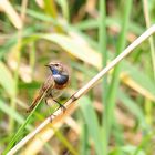 Das Blaukehlchen (Luscinia svecica)