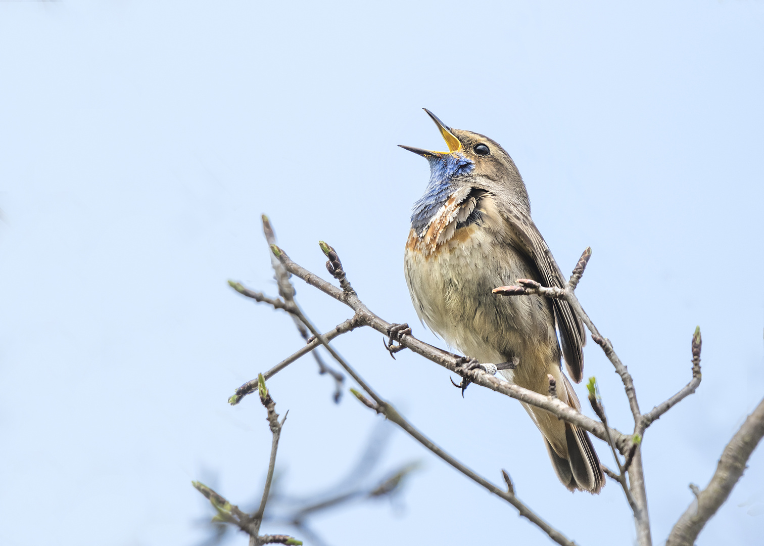 Das Blaukehlchen (Luscinia svecica)