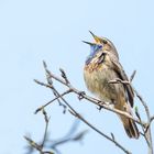 Das Blaukehlchen (Luscinia svecica)