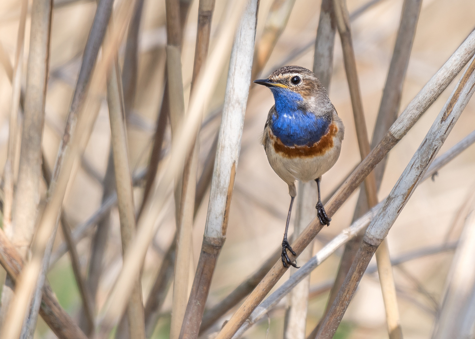 Das Blaukehlchen (Luscinia svecica)