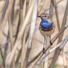 Das Blaukehlchen (Luscinia svecica)