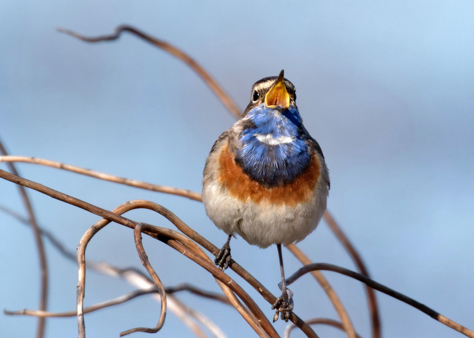 Das Blaukehlchen singt es laut hinaus: