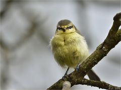 Das Blaumeisenkücki ...