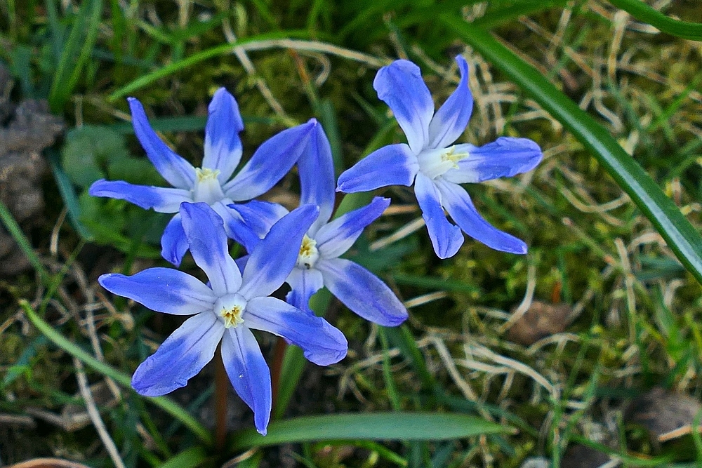 das Blaustern-Quartett