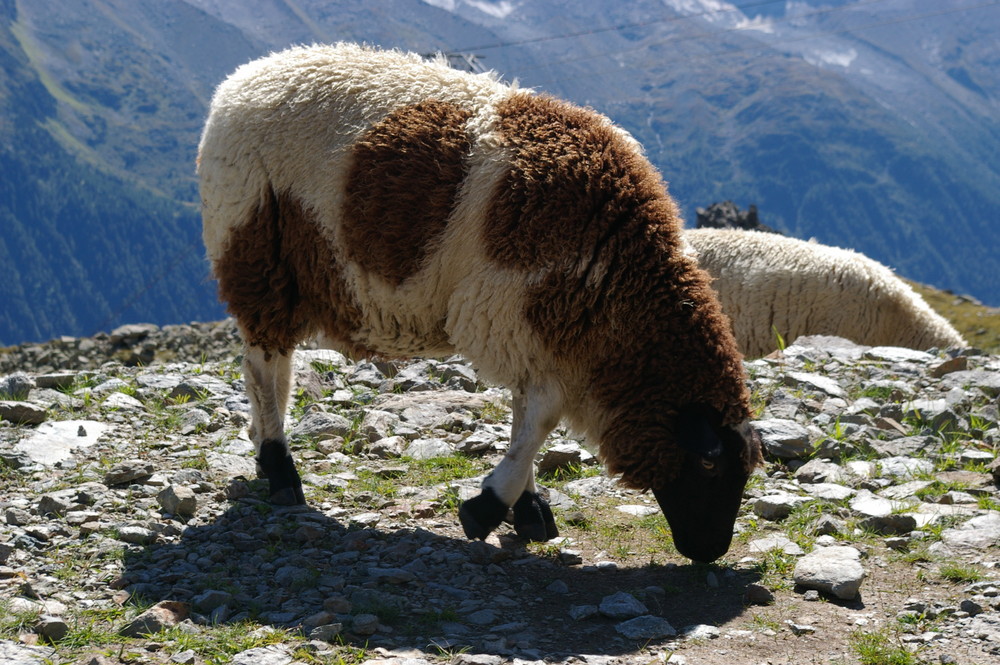 Das blööcken eines Schaafes verrät nichts über die Quallität seiner Wolle !!