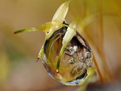 Das blühende Moos hält den Wassertropfen fest