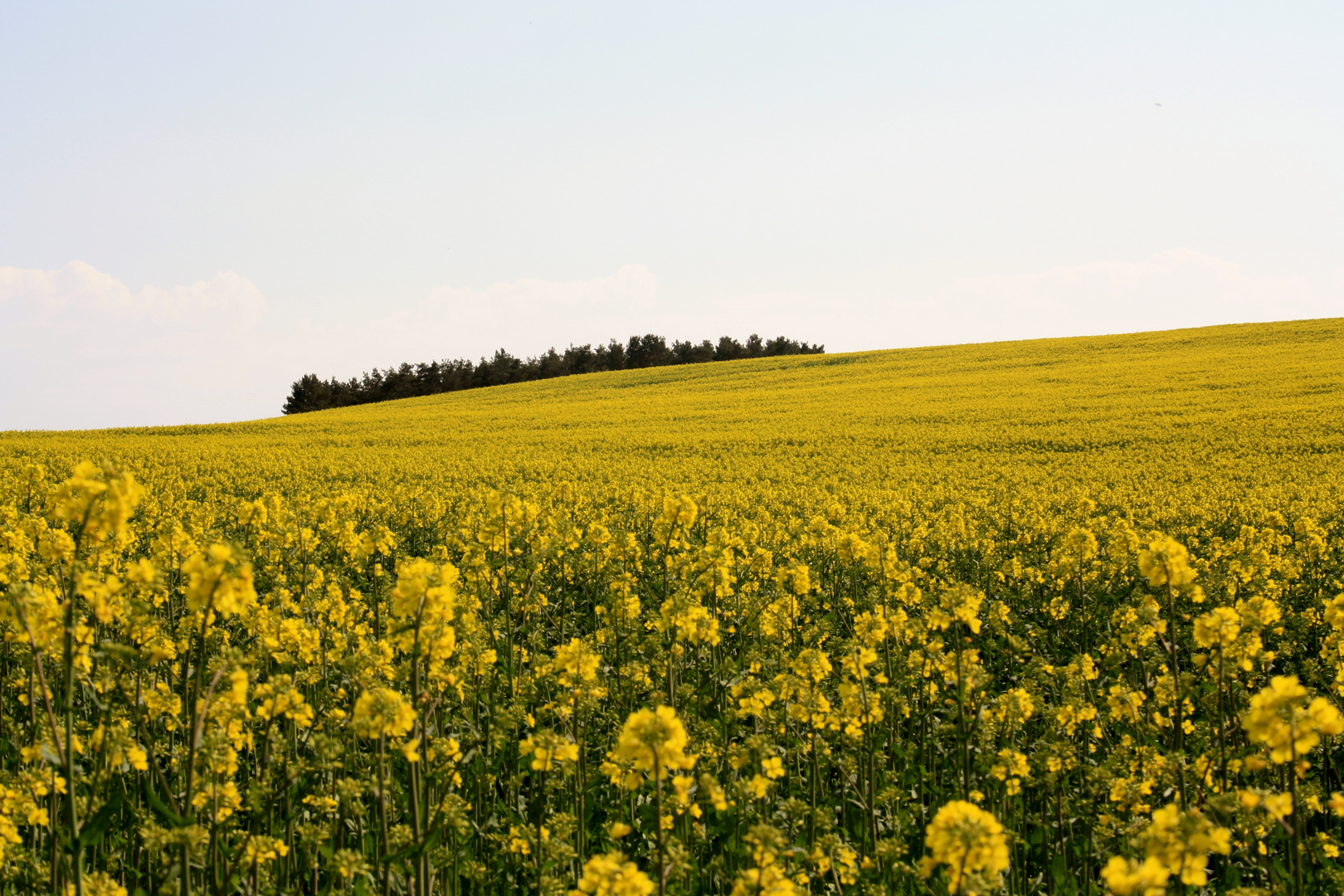 das blühende Rapsfeld